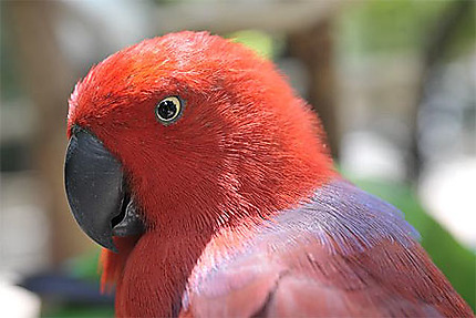 Oiseaux colorés des Philippines