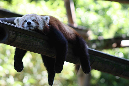 Repos Repos