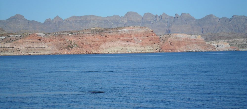 Baleines grises et paysage de Calfornie mexicaine