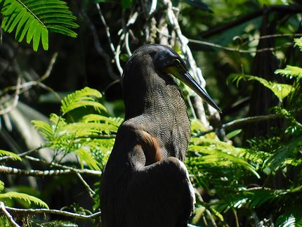 Oiseau au parc national de Tortuguero