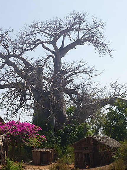 Magnifique baobab