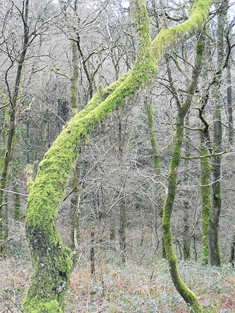 Bois du mont des Alouettes