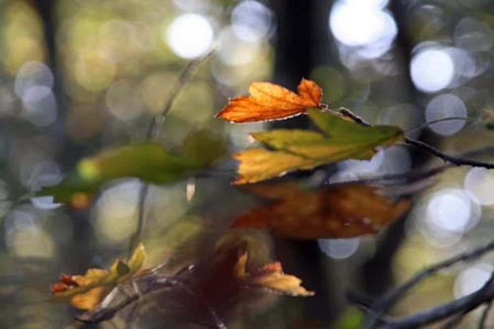 Couleurs d'automne