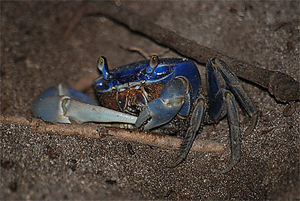 Crabe terrestre