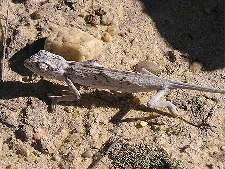 Caméléon Caméléon