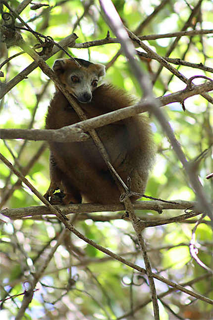 Lemur couronné