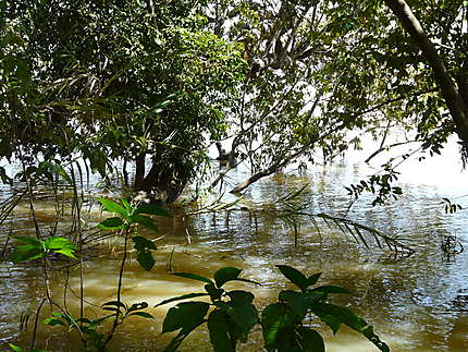 Mangrove au lac Tana