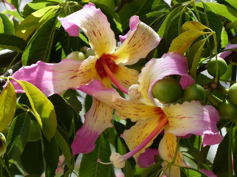 Fleurs à l'entrée 