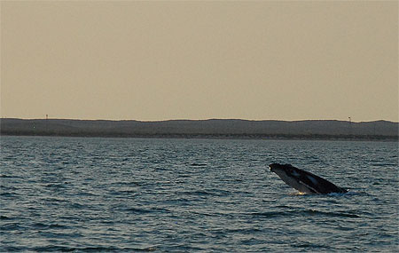 Baleine à bosse Baleine à bosse