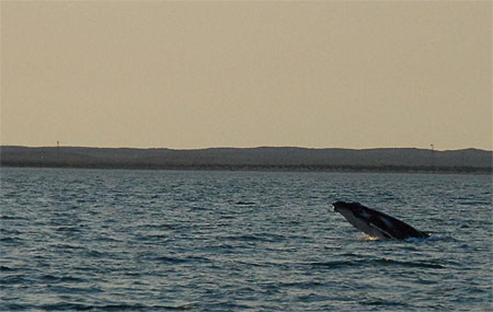 Baleine à bosse