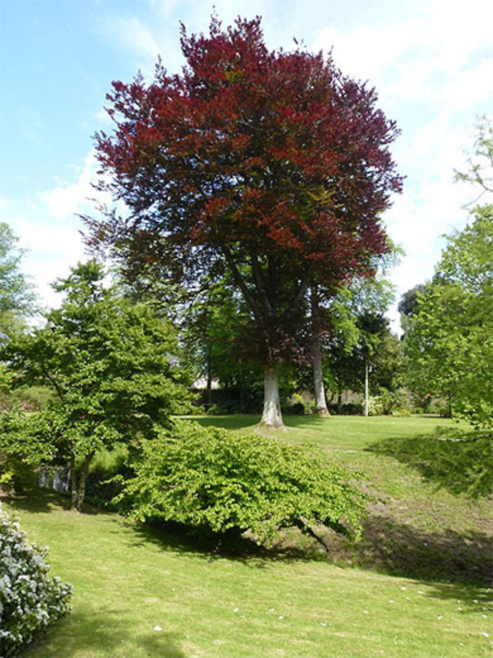 Arbre rouge