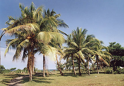 Cocotiers à Tortuguero