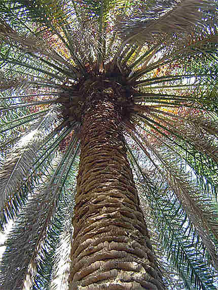 Sous les palmiers