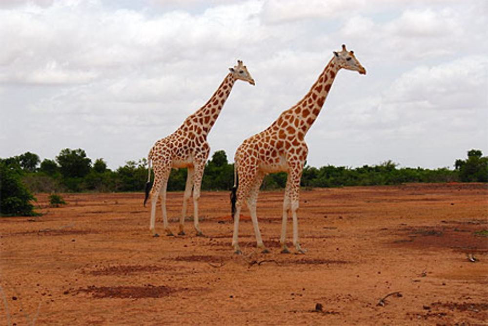 Girafe