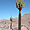 Cactus en Atacama