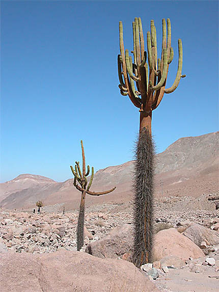 Cactus en Atacama