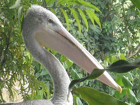 Pélican Pélican
