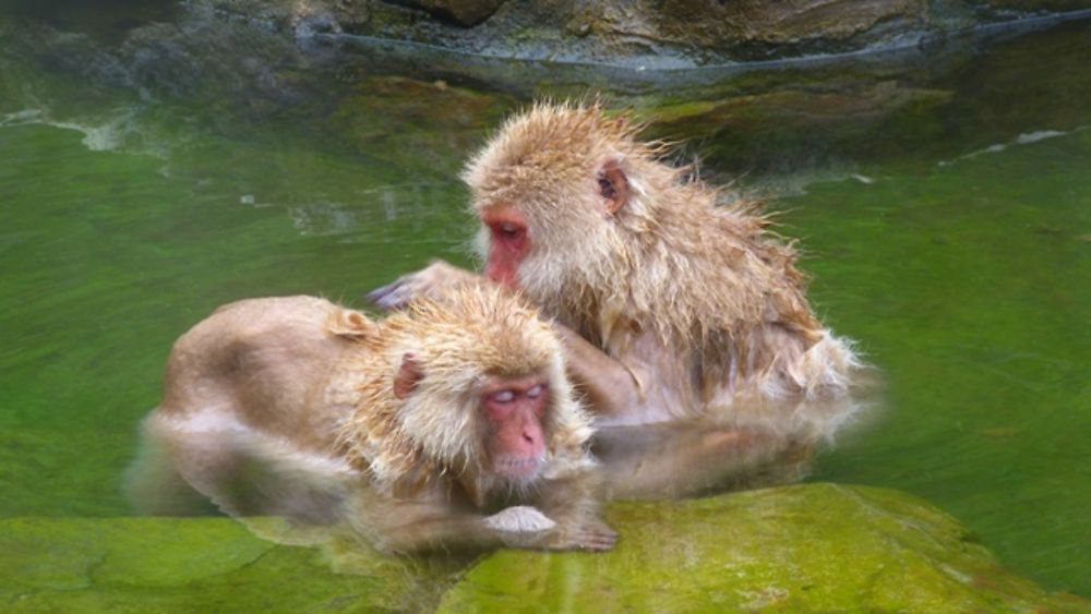 Snow monkeys Yudanaka