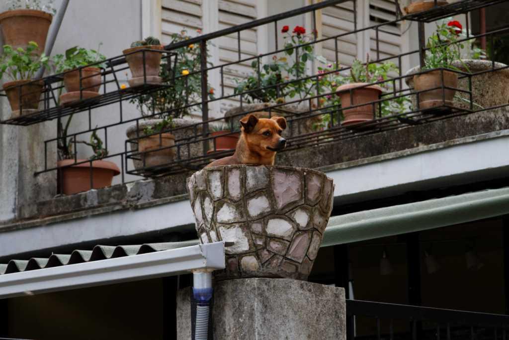 Féroce chien de garde monténégrin Féroce chien de garde monténégrin