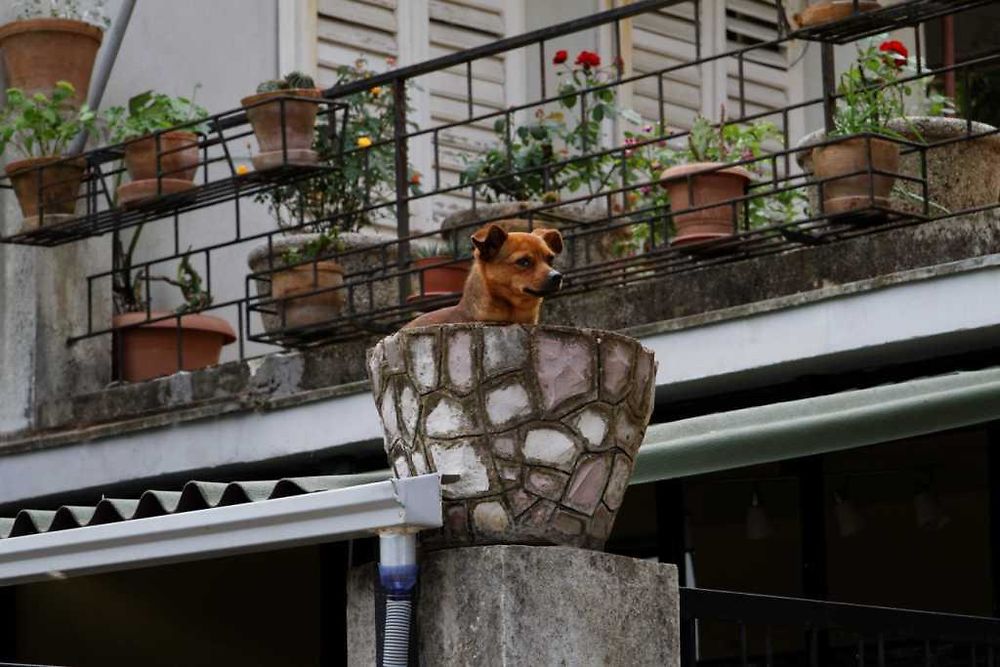 Féroce chien de garde monténégrin