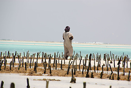 Ramasseuses d'algues à Jambiani