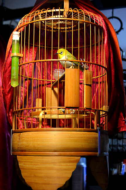 La cage aux oiseaux