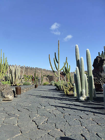 Allée des cactus