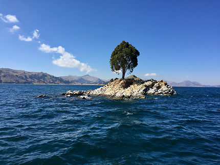 Un arbre au milieu du lac Titicaca
