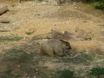 Belle fourrure, zoo de Montpellier