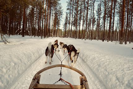 Rencontre avec les huskies en Laponie finlandaise