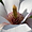 Fleur de magnolia à Rozay-en-Brie