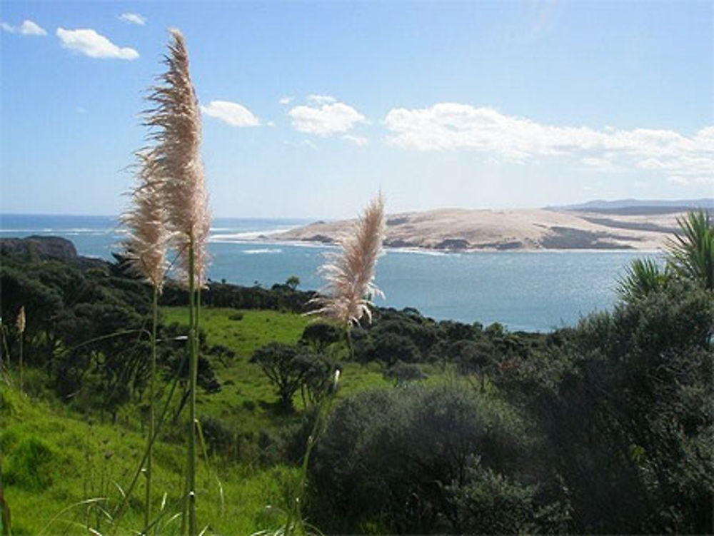 Hokianga Harbour