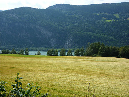 Champ norvégien Champ norvégien