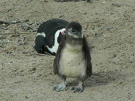 Bebe Manchot A Boulders Beach Pingouins Oiseaux Animaux Boulders National Park Simon S Town Province Du Cap Afrique Du Sud Routard Com