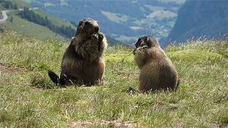 Marmottes Marmottes