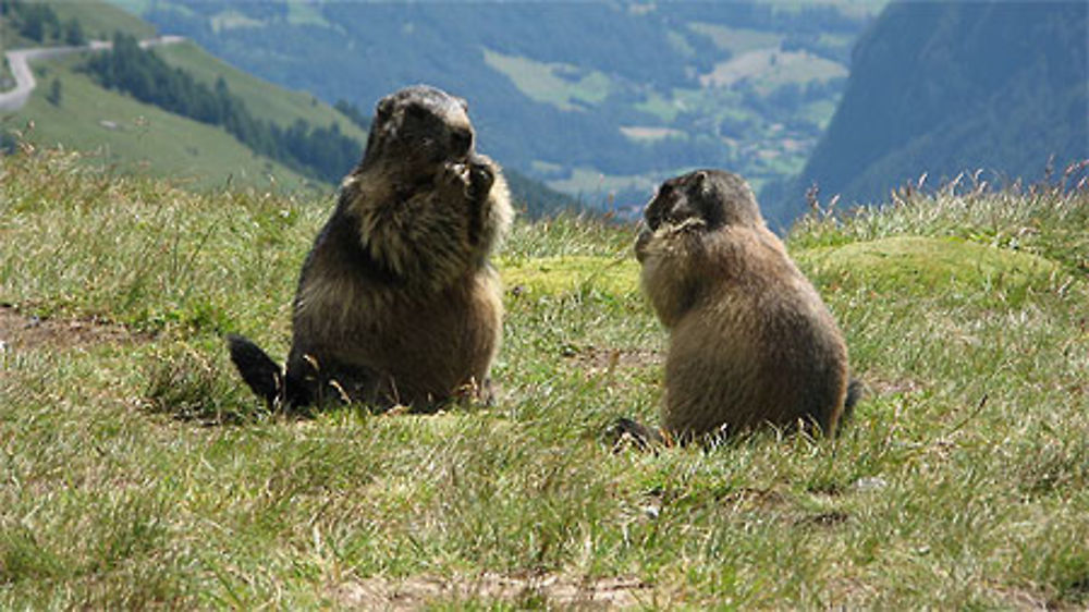 Marmottes