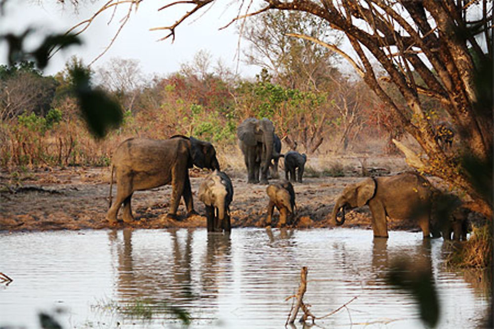 Les éléphants