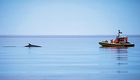 Venez voir 13 espèces de baleines au Québec