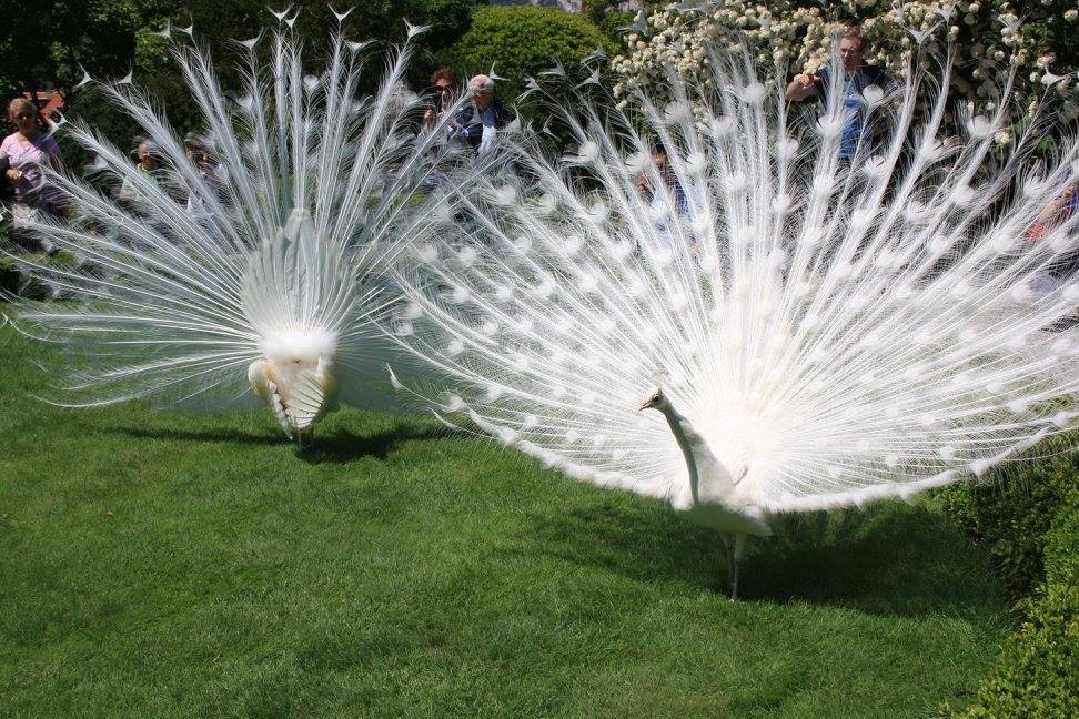 Paons blancs Paons blancs