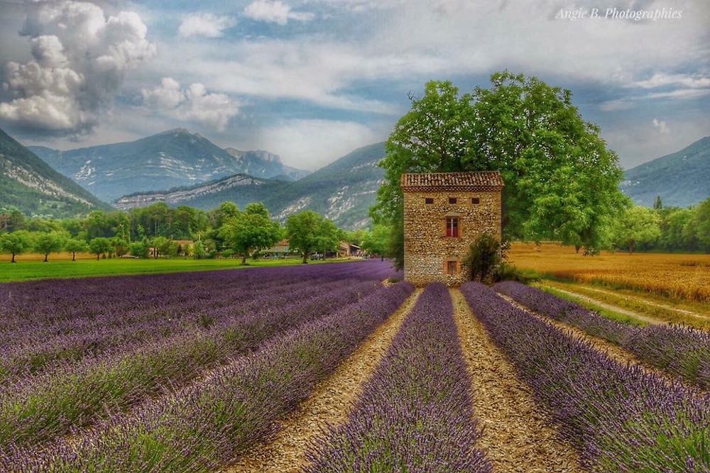 Champs de lavande