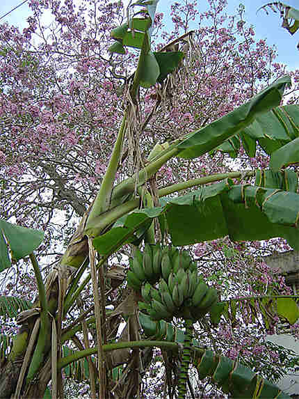 Fleurs et régime de banane