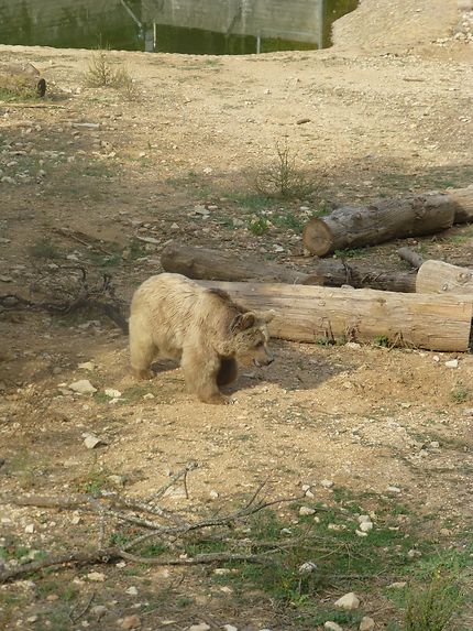 Ours en vadrouille, zoo de Montpellier