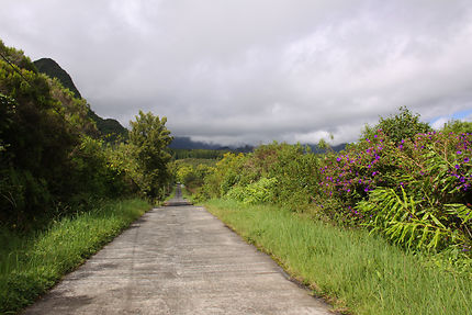 Plaine des Palmistes, Île de la Réunion