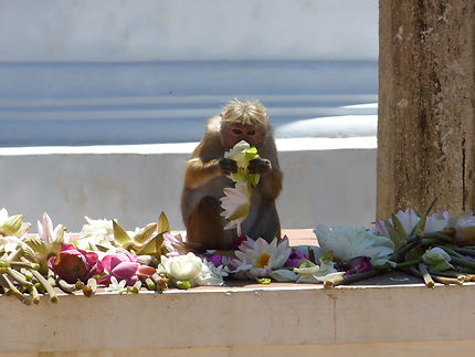 Macaque mangeant des fleurs de lotus 