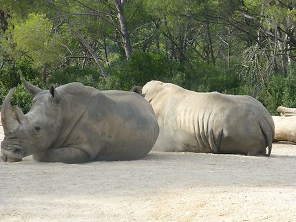 Rhinocéros couchés, zoo de Montpellier