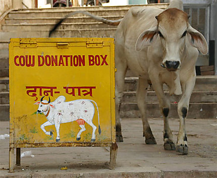 Cow donation box