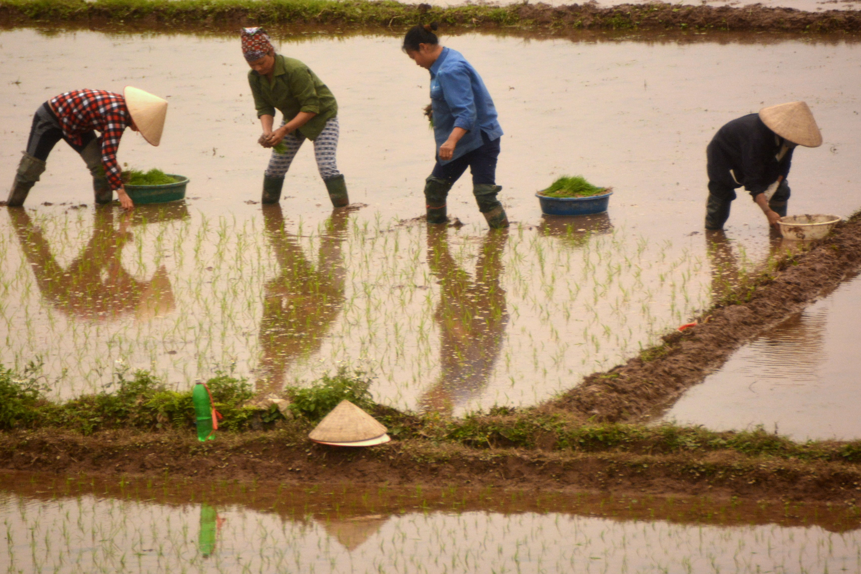 Plantation de riz