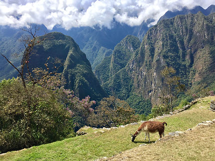 Au coeur du Machu Picchu