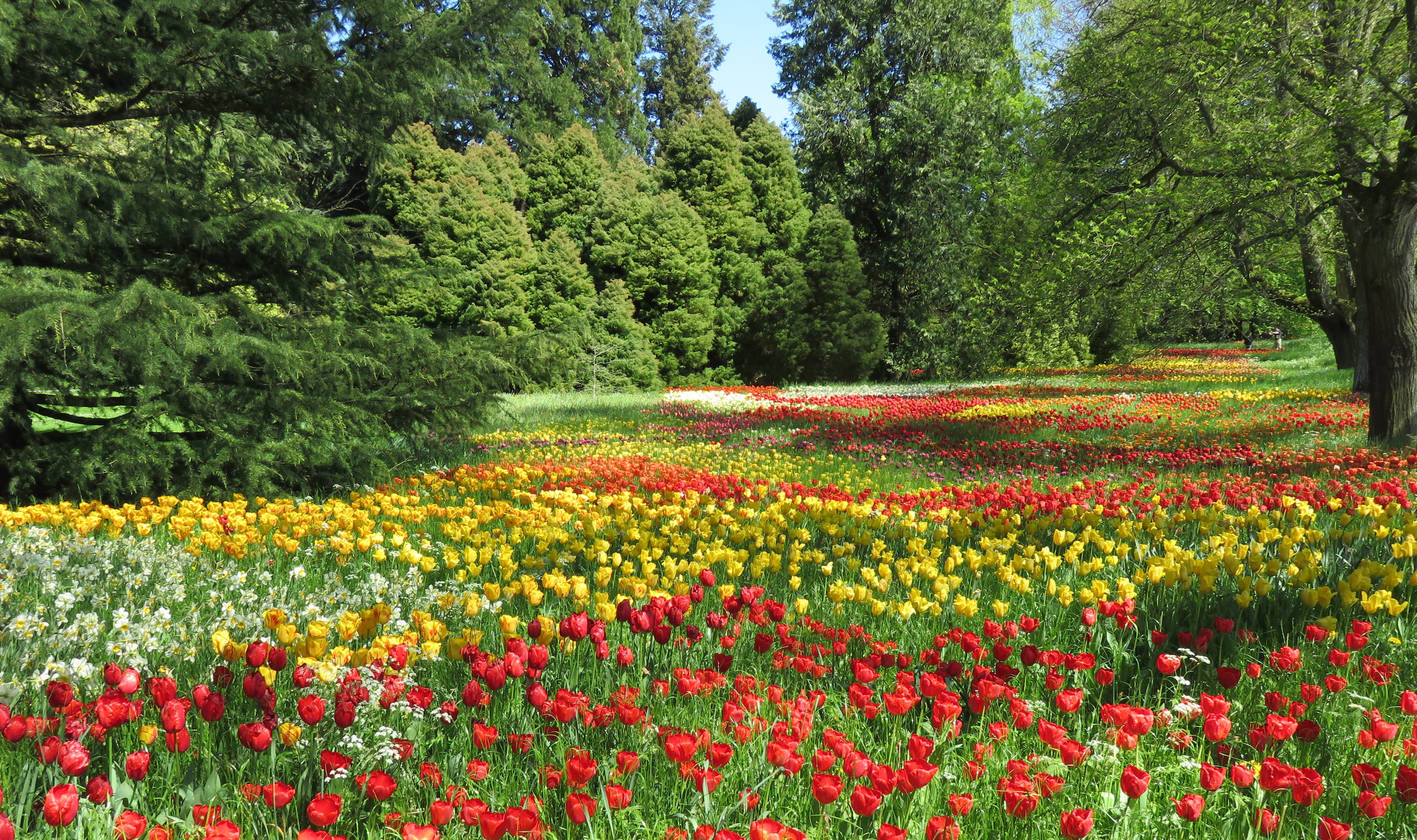 Tulipes au jardin botanique de l’île de Maineau Tulipes au jardin botanique de l’île de Maineau