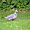 Pigeon ramier à Rozay-en-Brie